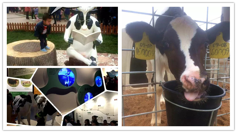 BBunion国际早教石家庄中心活动花絮：君乐宝牧场行